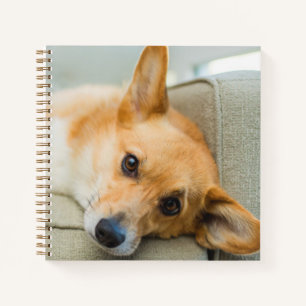 Cutest Baby Animals   Corgi Puppy on Couch Notebook