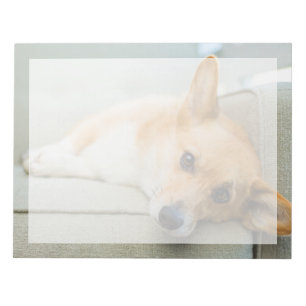 Cutest Baby Animals   Corgi Puppy on Couch Notepad