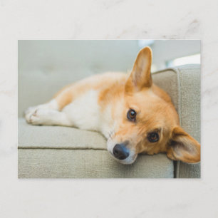 Cutest Baby Animals   Corgi Puppy on Couch Postcard