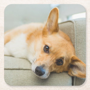 Cutest Baby Animals   Corgi Puppy on Couch Square Paper Coaster
