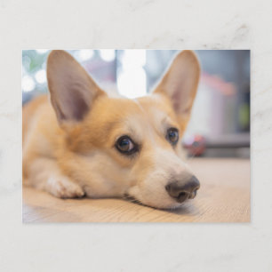 Cutest Baby Animals   Corgi Puppy on Floor Postcard