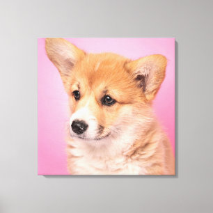 Cutest Baby Animals   Corgi Puppy on Pink Canvas Print