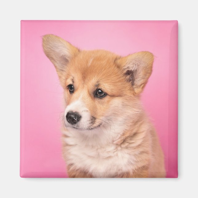 Cutest Baby Animals | Corgi Puppy on Pink Magnet (Front)