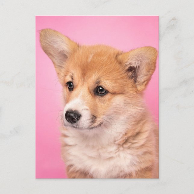 Cutest Baby Animals | Corgi Puppy on Pink Postcard (Front)
