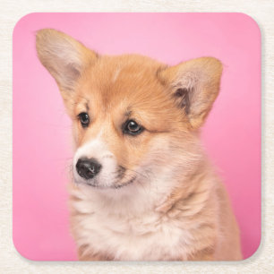 Cutest Baby Animals Corgi Puppy on Pink Square Paper Coaster