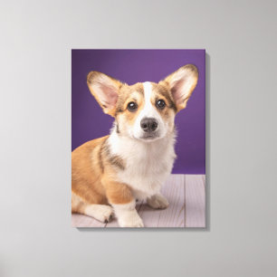 Cutest Baby Animals Corgi Puppy on Purple Canvas Print