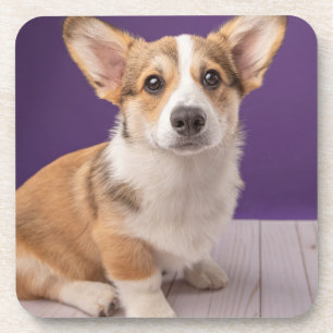 Cutest Baby Animals Corgi Puppy on Purple Coaster