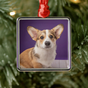 Cutest Baby Animals   Corgi Puppy on Purple Metal Tree Decoration
