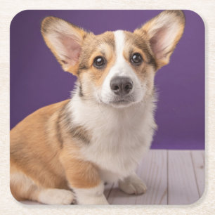 Cutest Baby Animals Corgi Puppy on Purple Square Paper Coaster