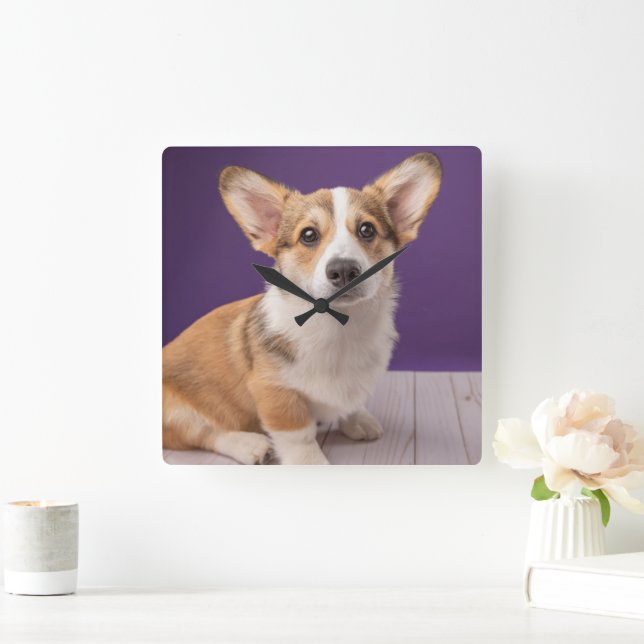 Cutest Baby Animals | Corgi Puppy on Purple Square Wall Clock (Home)