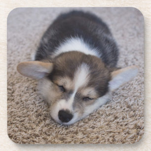 Cutest Baby Animals Corgi Puppy on Shag Rug Coaster