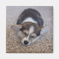 Cutest Baby Animals | Corgi Puppy on Shag Rug