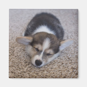 Cutest Baby Animals Corgi Puppy on Shag Rug Magnet