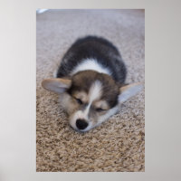 Cutest Baby Animals | Corgi Puppy on Shag Rug