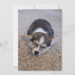 Cutest Baby Animals   Corgi Puppy on Shag Rug Thank You Card