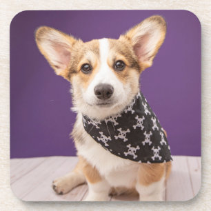 Cutest Baby Animals   Corgi Puppy Skull Bandanna Coaster