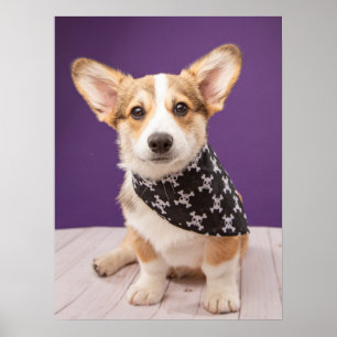 Cutest Baby Animals Corgi Puppy Skull Bandanna Poster