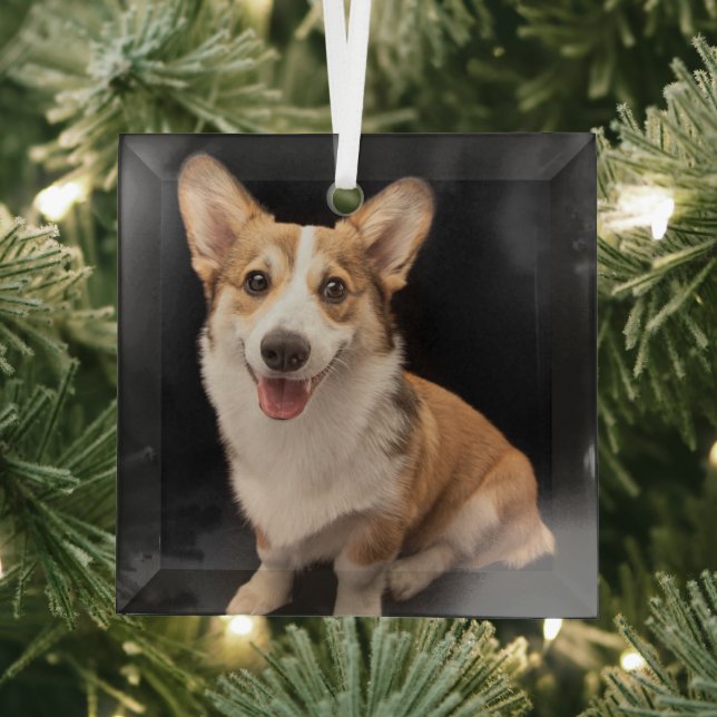 Cutest Baby Animals | Corgi Puppy Smile Glass Tree Decoration (Insitu)