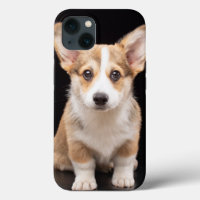Cutest Baby Animals | Corgi Puppy Standing Tall