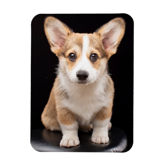 Cutest Baby Animals | Corgi Puppy Standing Tall Magnet (Vertical)