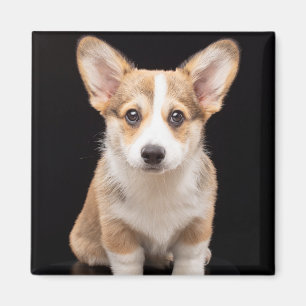 Cutest Baby Animals Corgi Puppy Standing Tall Magnet