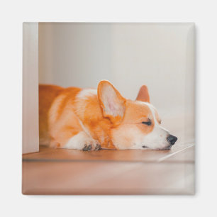 Cutest Baby Animals Corgi Sleeping Magnet