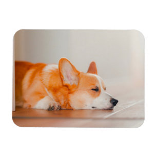 Cutest Baby Animals Corgi Sleeping Magnet