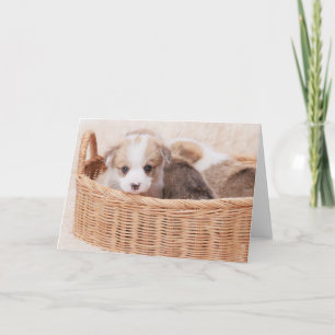 Cutest Baby Animals   Corgi Tiny Puppy Card