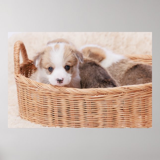 Cutest Baby Animals | Corgi Tiny Puppy Poster (Front)