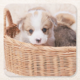 Cutest Baby Animals Corgi Tiny Puppy Square Paper Coaster