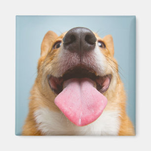 Cutest Baby Animals   Corgi Tongue Magnet