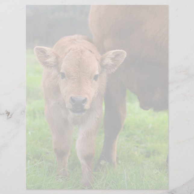 Cutest Baby Animals | Cow & Calf (Front)