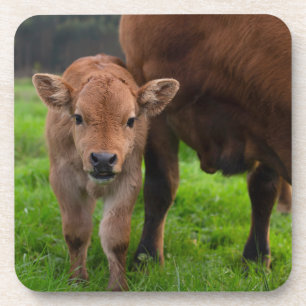 Cutest Baby Animals   Cow & Calf Coaster