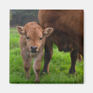 Cutest Baby Animals Cow & Calf Magnet
