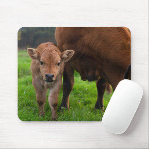 Cutest Baby Animals   Cow & Calf Mouse Pad