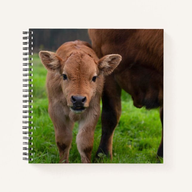 Cutest Baby Animals | Cow & Calf Notebook (Front)