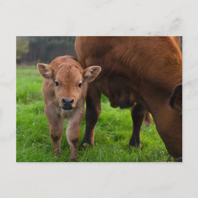 Cutest Baby Animals | Cow & Calf Postcard (Front)
