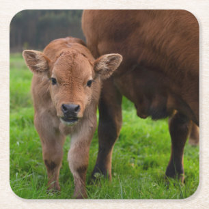 Cutest Baby Animals   Cow & Calf Square Paper Coaster