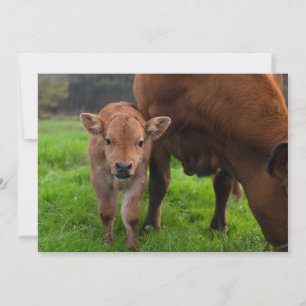 Cutest Baby Animals Cow & Calf Thank You Card