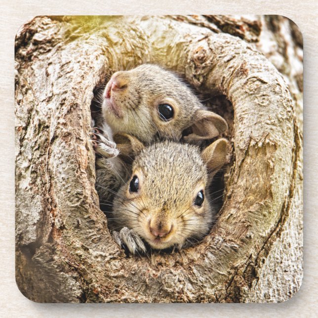 Cutest Baby Animals | Curious Baby Squirrels Coaster (Front)