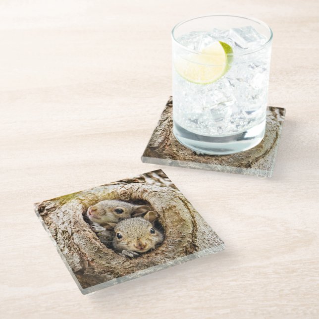 Cutest Baby Animals | Curious Baby Squirrels Glass Coaster (Angled)