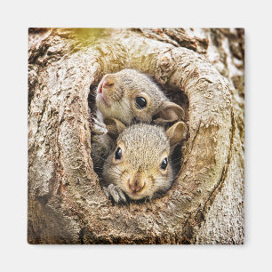Cutest Baby Animals   Curious Baby Squirrels Magnet