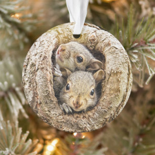 Cutest Baby Animals   Curious Baby Squirrels Ornament