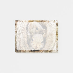 Cutest Baby Animals Curious Baby Squirrels Post-it Notes