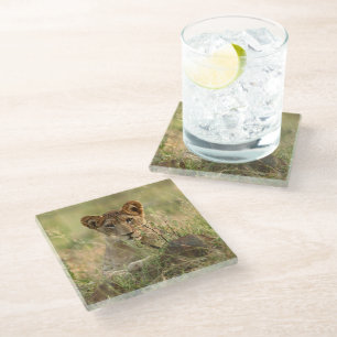 Cutest Baby Animals Cute Baby Lion Cub Glass Coaster