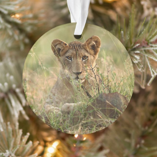 Cutest Baby Animals | Cute Baby Lion Cub Ornament (Tree)