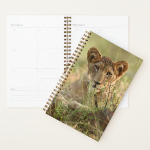 Cutest Baby Animals Cute Baby Lion Cub Planner