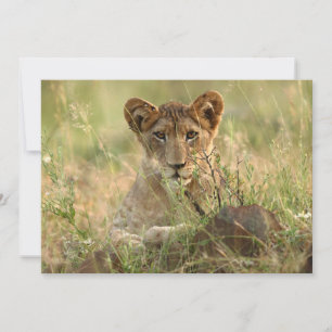Cutest Baby Animals Cute Baby Lion Cub Thank You Card