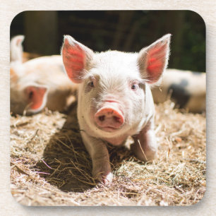 Cutest Baby Animals   Cute Baby Piglet Coaster