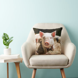 Cutest Baby Animals   Cute Baby Piglet Cushion
